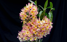 Красивые нежные орхидеи крупным планом на черном фоне