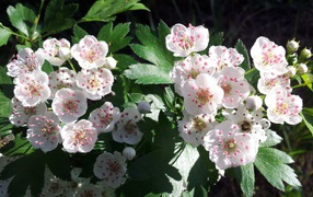 Beautiful gentle white hawthorn flowers