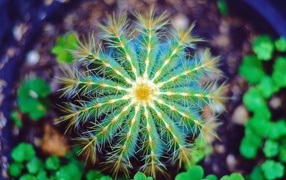 Beautiful green cactus close-up