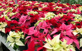 Красивые комнатные цветы молочай, пуансеттия