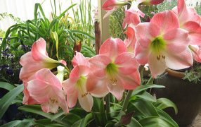 Красивые комнатные розовые Амариллис