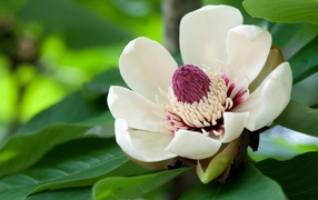 Красивый крупный цветок магнолия 