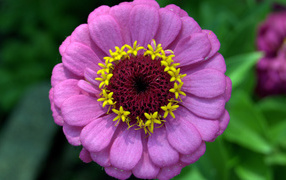 Красивый сиреневый цветок цинния крупным планом 