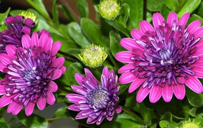 Красивые сиреневые цветы хризантемы