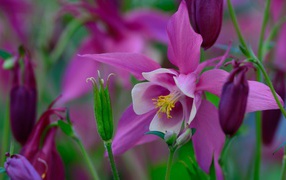 Красивые сиреневые садовые цветы Водосбор 