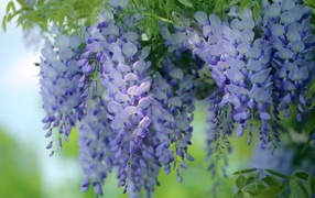 Beautiful lilac garden flowers wisteria