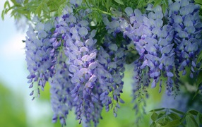 Красивые сиреневые садовые цветы глициния 