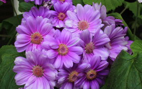 Красивый сиреневый комнатный цветок Цинерария 