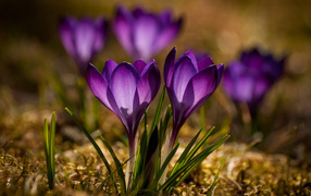 Красивые маленькие фиолетовые крокусы крупным планом