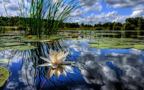 Красивый лотос на водной глади 