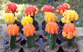Красивые разноцветные кактусы крупным планом 