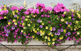 Beautiful multi-colored petunias in pots on the balcony