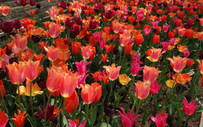 Красивые разноцветные тюльпаны на клумбе вблизи