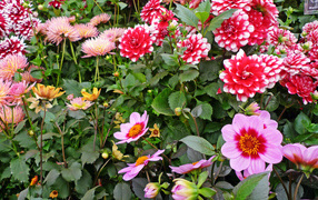 Beautiful multicolored dahlias on a flower bed