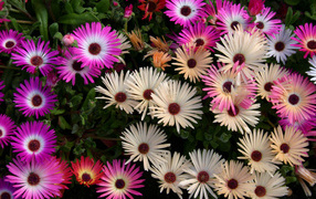 Красивые разноцветные цветы Мезембриантемум