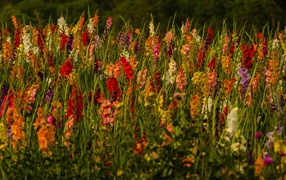 Красивые разноцветные гладиолусы в поле