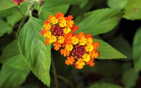 Красивый оранжевый цветок Лантана сводчатая