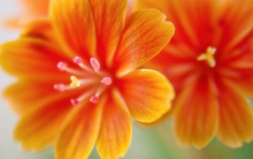 Красивые оранжевые цветы левизия 