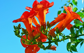 Красивые оранжевые цветы кампсис на голубом фоне