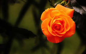 Красивая оранжевая роза крупным планом