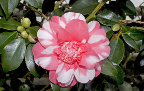 Красивый розово-белый цветок камелии с зелеными листьями
