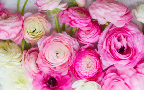 Красивые розовые цветы лютики крупным планом