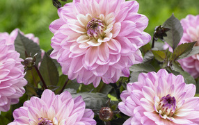 Красивые розовые георгины крупным планом