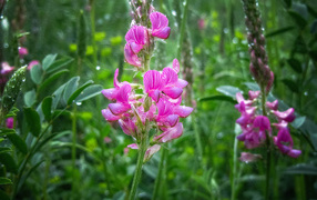 Красивый полевой розовый цветок в каплях росы