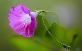 Красивый розовый цветок ипомея крупным планом 