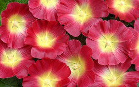 Красивые розовые цветы мальва 