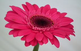 Красивый розовый цветок гербера крупным планом 