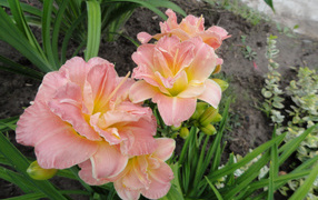 Красивые розовые лилии на клумбе