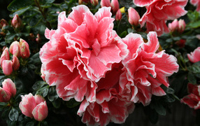 Красивый розовый цветок рододендрон 