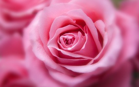 Бутон красивой розовой розы 