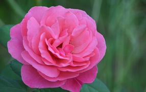 Красивая розовая роза крупным планом 