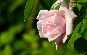Красивая розовая роза в каплях росы крупным планом