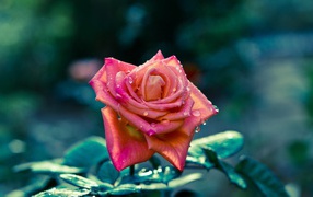 Beautiful pink rose in drops of dew