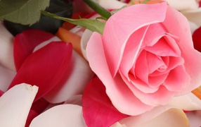Beautiful pink rose lays on petals