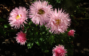 Красивые розовые розы на клумбе крупным планом