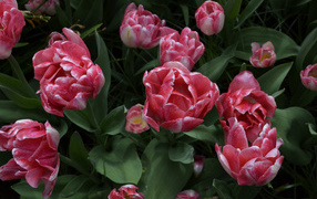 Красивые розовые тюльпаны вид сверху