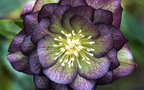 Красивый фиолетовый цветок морозник крупным планом 