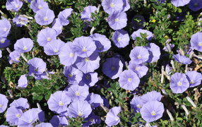 Красивые фиолетовые цветы петуния в саду