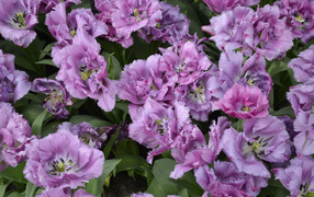 Красивые фиолетовые цветы тюльпаны крупным планом