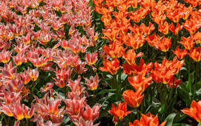 Красивые красные и розовые тюльпаны на клумбе 