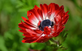 Beautiful red anemone flower close-up