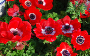 Beautiful red flowers Anemones on the flowerbed