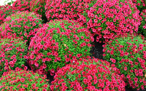 Красивые красные шаровидные хризантемы на клумбе
