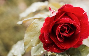 Красивая красная роза в капельках росы 