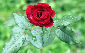 Красивая красная роза с зелеными листьями в каплях дождя
