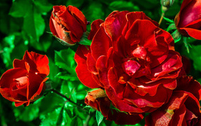 Красивые красные розы с бутонами вблизи